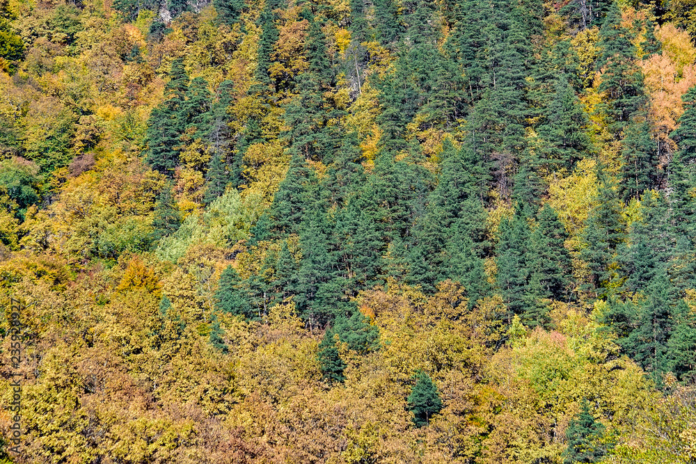 Scenic landscape with mountain forest in fall Scenic landscape with mountain forest in fall