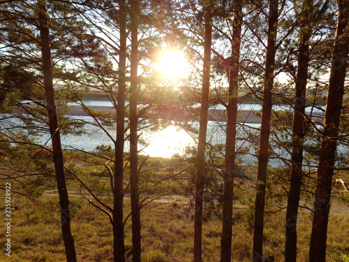 sunset in the forest