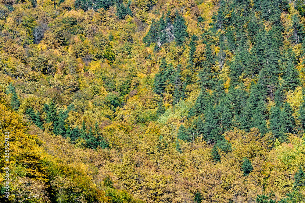 Scenic landscape with mountain forest in fall