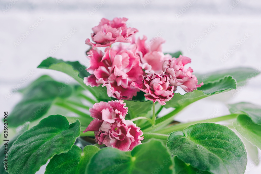 Flowering Saintpaulias, commonly known as African violet Flowering Saintpaulias, commonly known as African violet