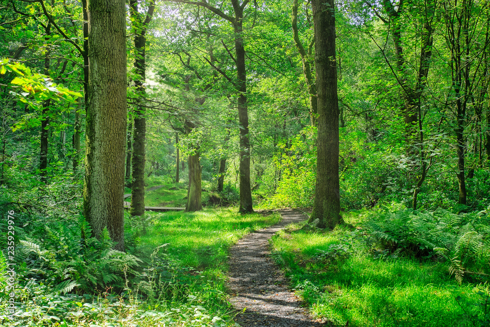 a footpath running through an English forest. a footpath running through an English forest.