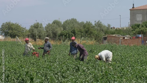 Harvestin bell peppers in summer. Farmers working in the field photo