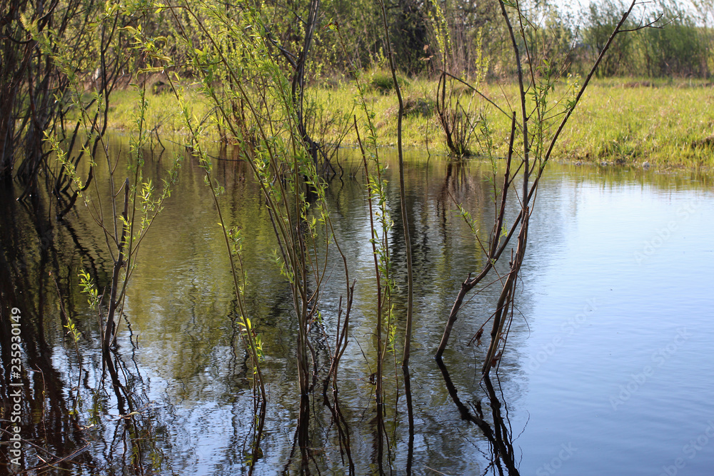 spring trees bloom reflected in the water