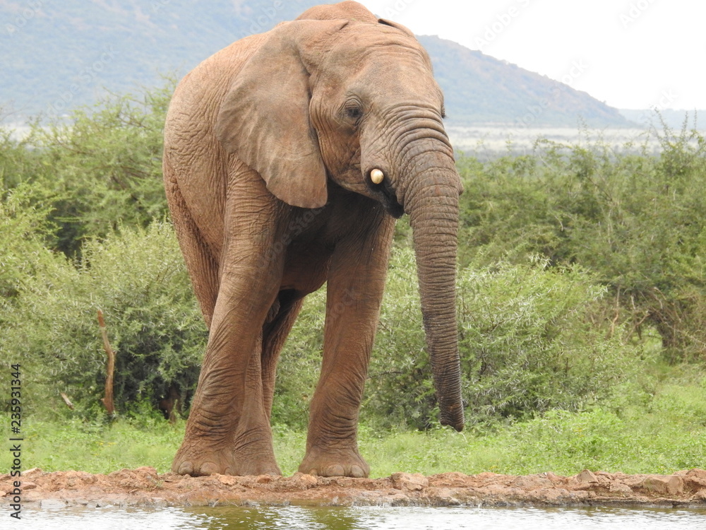 Obraz premium Elefantenbulle