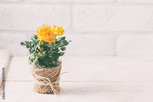 Yellow mini rose bush isolated on white background. Gardening, flowers. photo