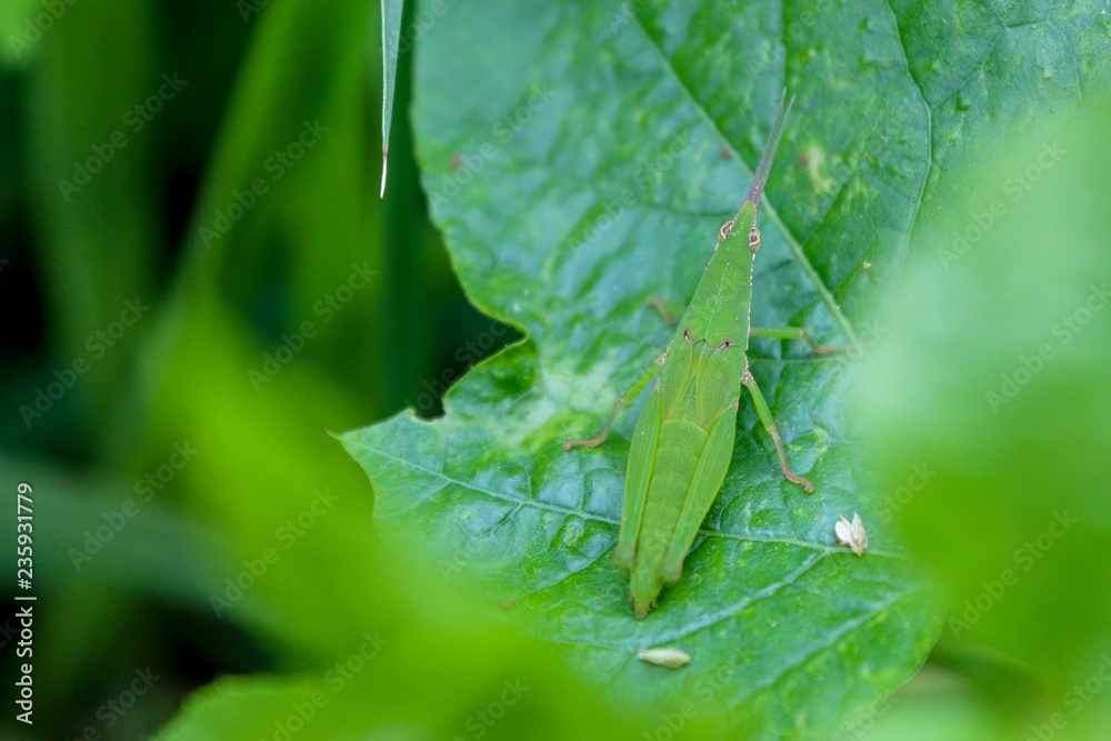 Little grasshopper insect on leaf in forest. Little grasshopper insect on leaf in forest.