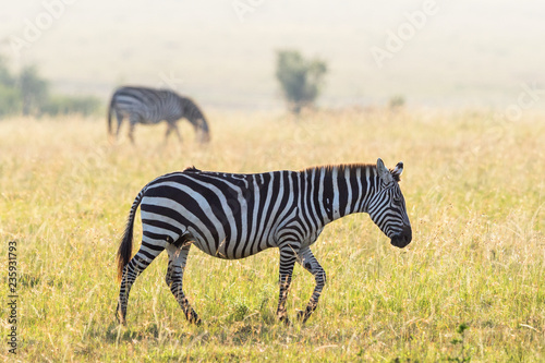 Zebra walking at the savanna