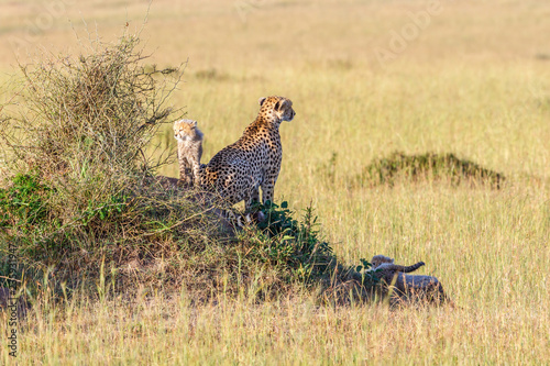 Cheetah in the savanna in Africa with playful cubs