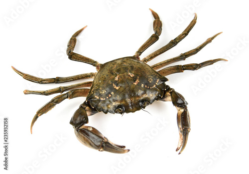 Crab. Black sea crustacean, isolated on white background