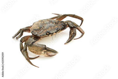 Crab. Black sea crustacean, isolated on white background