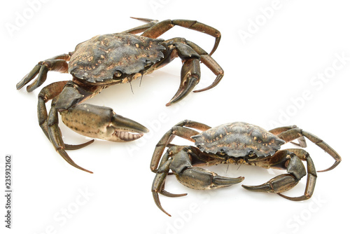 Crabs isolated on white background