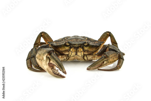 Crab. Black sea crustacean  isolated on white background