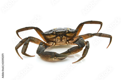 Crab. Black sea crustacean