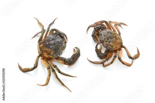 Crabs isolated on white background