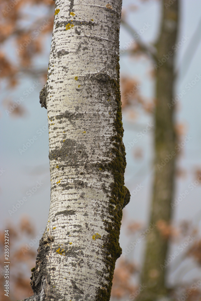 Tong betula jordan cheap