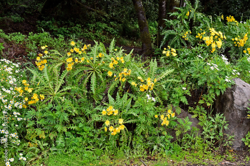 Fototapeta Naklejka Na Ścianę i Meble -  Spain, Canary Islands, Botany