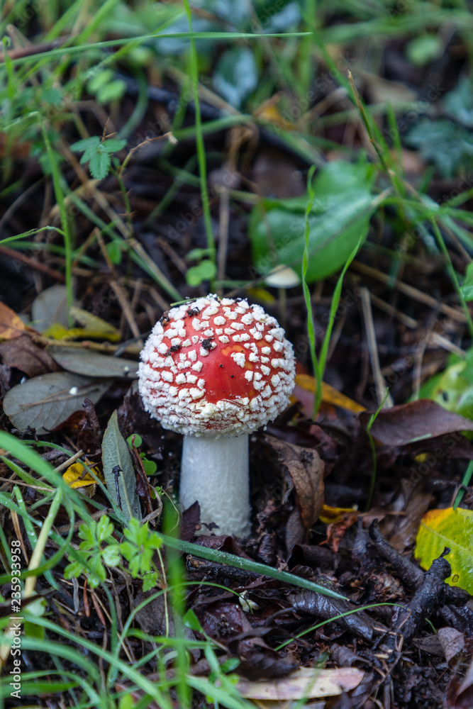 Wild mushrooms in the fields of the mountains of Madrid Wild mushrooms in the fields of the mountains of Madrid