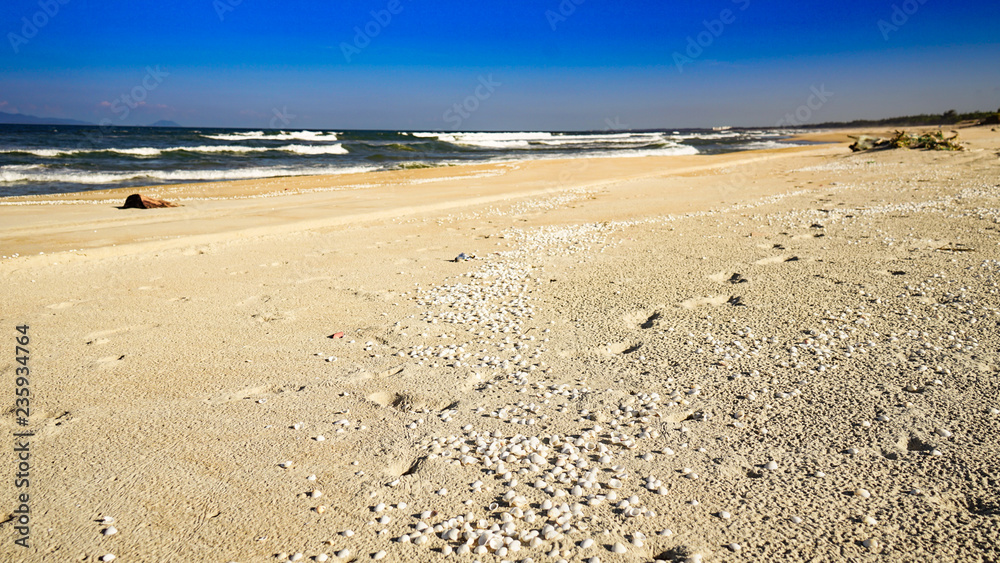 A lots of sea shells background concept on the beach A lots of sea shells background concept on the beach