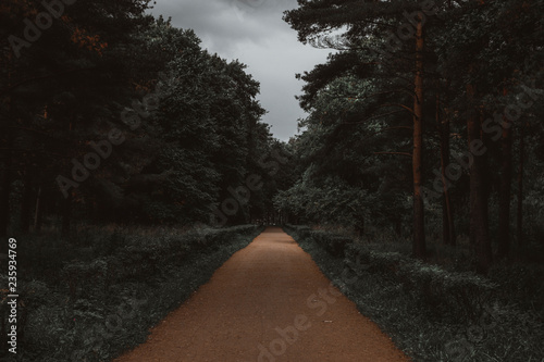 road in forest