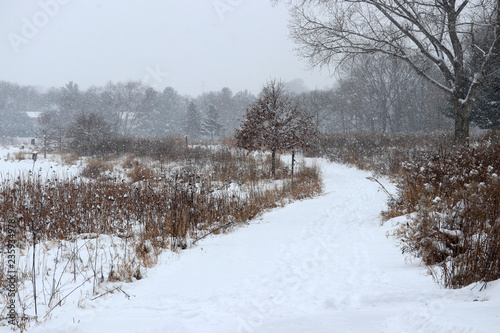 Wallpaper Mural Scenic winter nature background. Beautiful rural winter landscape with footprints on a covered by fresh snow path and falling snow. Wisconsin, Midwest USA. Torontodigital.ca