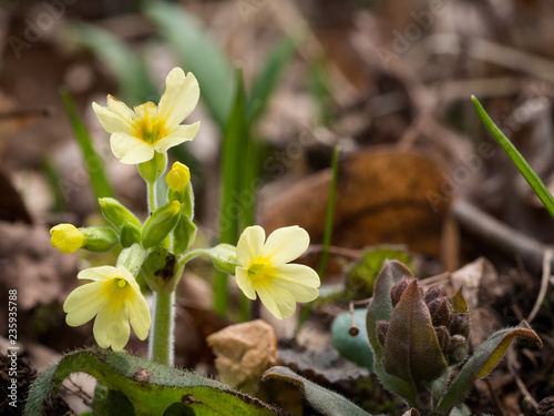 Primula elatior  oxlip - yellow spring flower