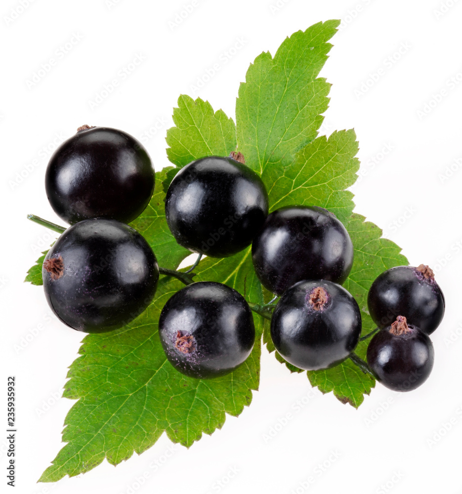 SPRIG OF BLACKCURRANTS SPRIG OF BLACKCURRANTS