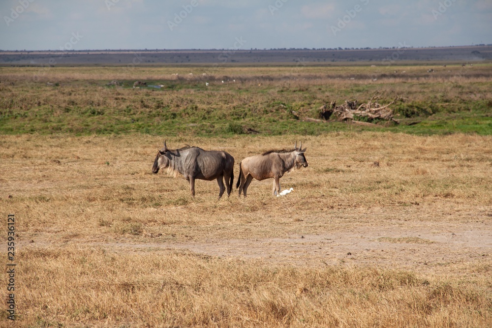 Gnus im Amboseli Nationalpark