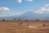 Zebras in der Savanne im Amboseli Nationalpark vor dem Kilimandscharo