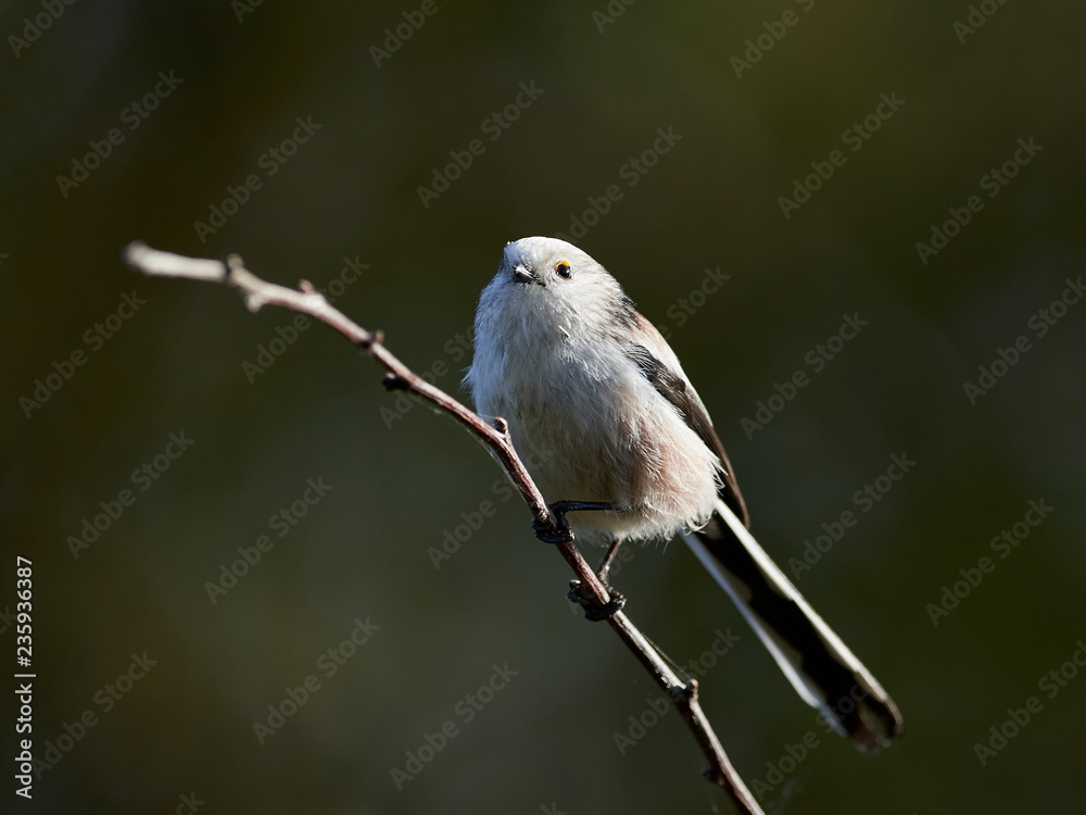 Obraz premium Long-tailed tit (Aegithalos caudatus)