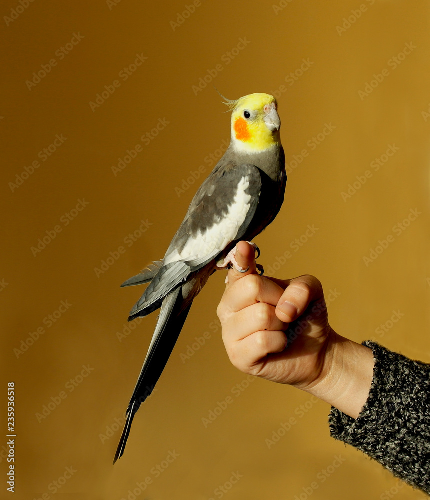 Naklejka premium szara papuga ockatiel, żółta głowa, pomarańczowe policzki.