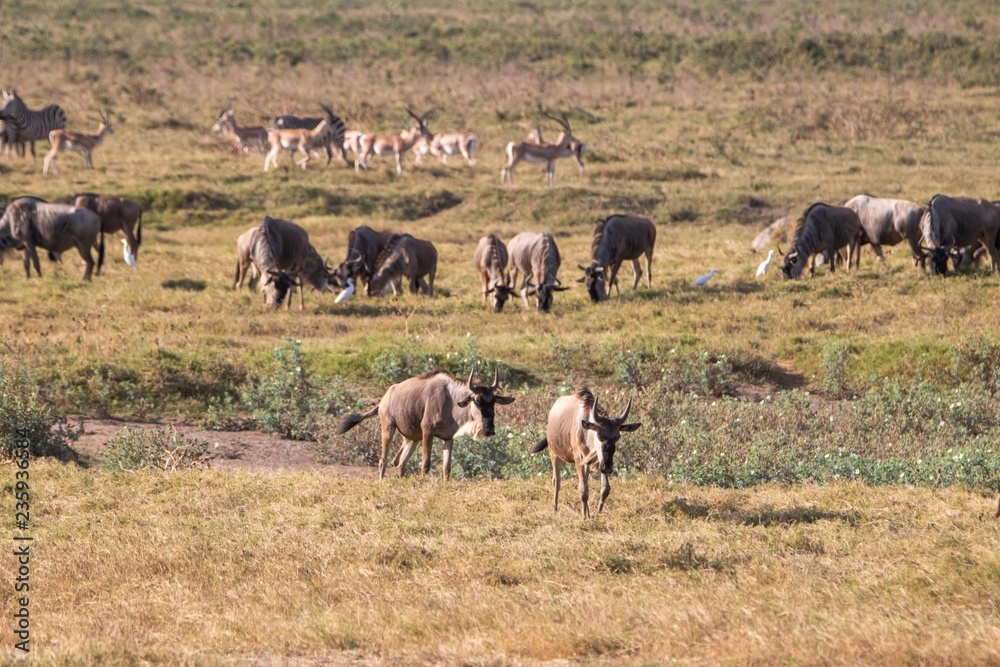 Antilopen im Amboseli Nationalpark in Afrika