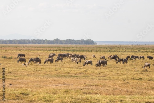Antilopen und Zebras im Amboseli Nationalpark © Boris