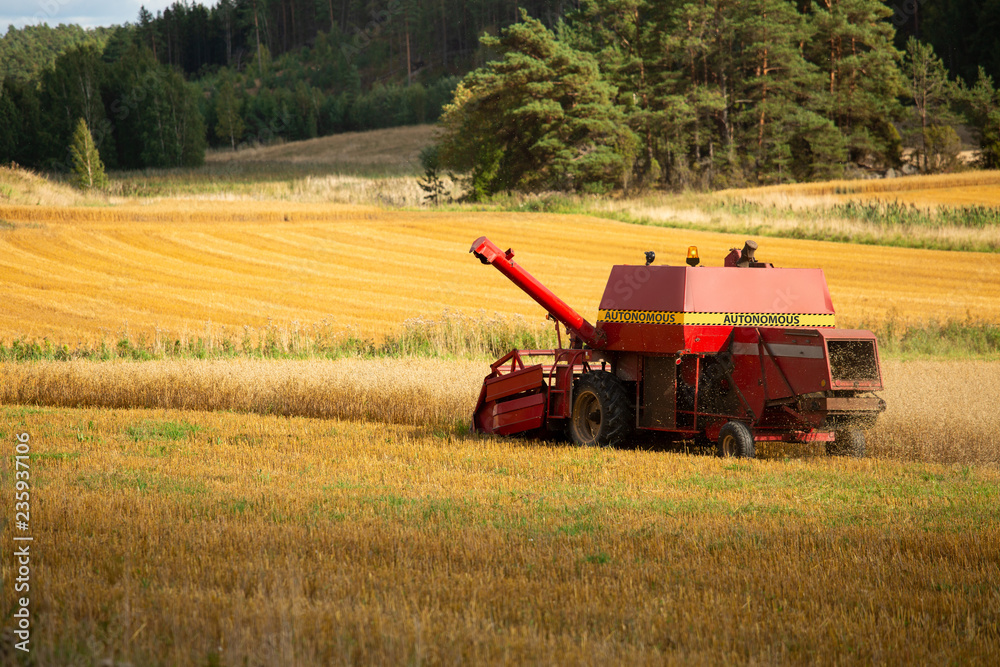 Fototapeta premium Autonomous harvester on a wheat field.