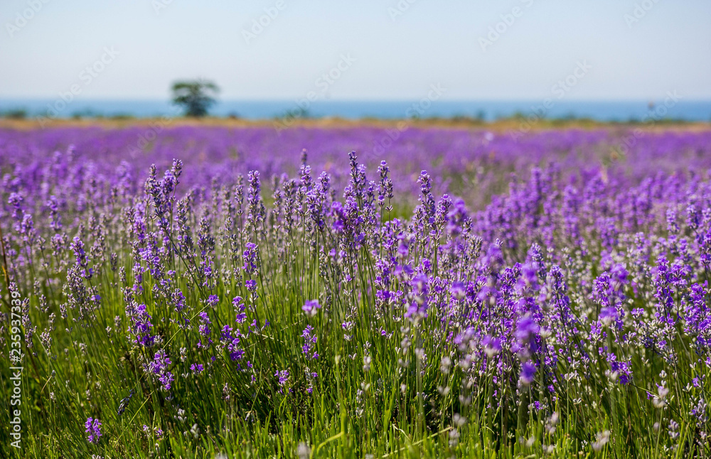 Obraz premium Lavender field