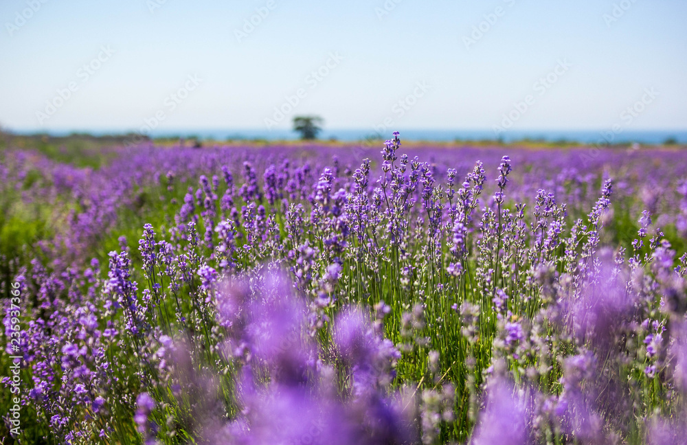 Naklejka premium Lavender field