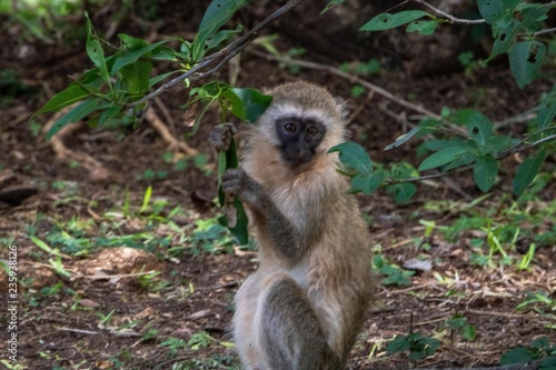 Meerkatze im Wald in Kenia