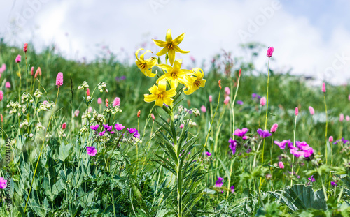 Wild flowers