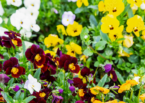 Pansy flowers are blommong in the garden photo