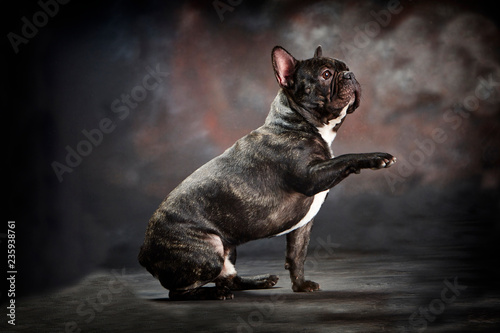 Foto Bulldog francés marrón casi negro levantando la pata