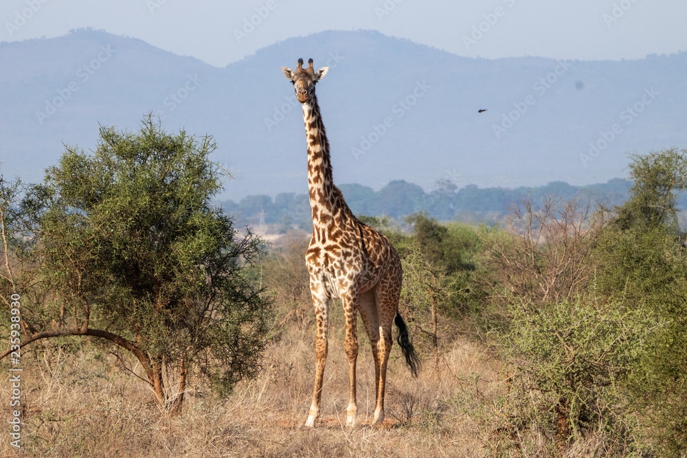 Fototapeta premium Giraffe im Amboseli Nationalpark