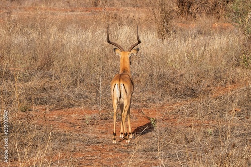 Gazelle in Kenia photo