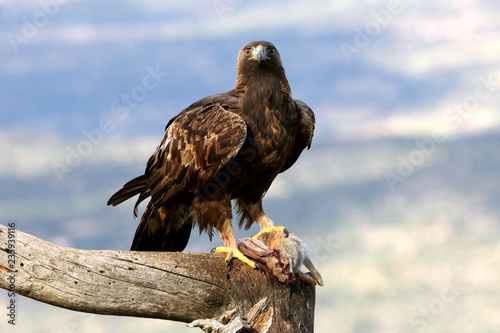 Adult female of Golden Eagle Aquila chrysaetos