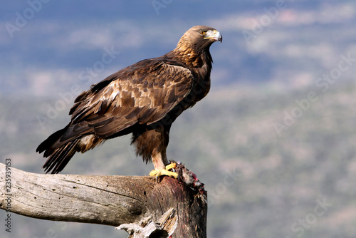 Adult female of Golden Eagle Aquila chrysaetos