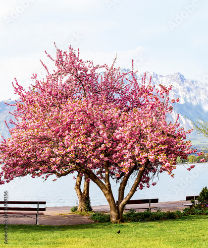 Fototapeta Naklejka Na Ścianę i Meble -  Blooming pink Japanese cherry or sakura flowers (Prunus serrulata or Kanzan) with bench near lake and  mountain
