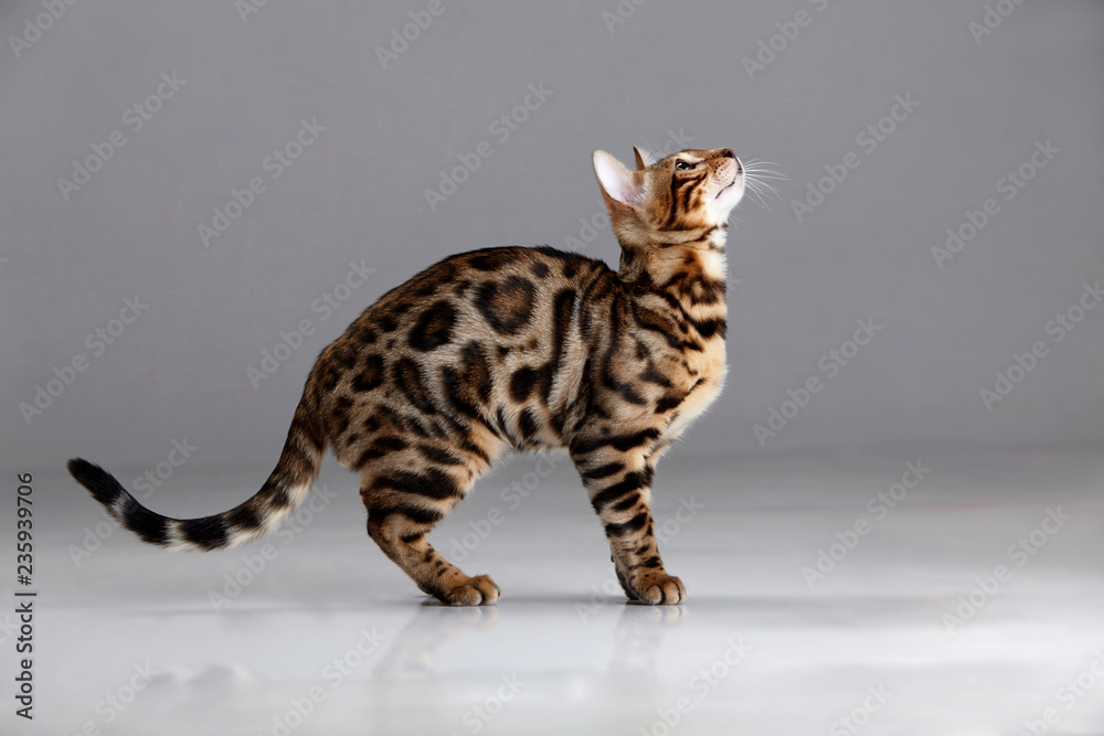 Gato atigrado con manchas de leopardo. Fotografía de estudio. Fondo gris  Stock Photo | Adobe Stock