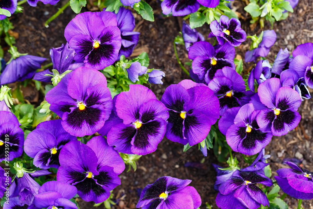 Purple pansy flowers are blommong in the garden