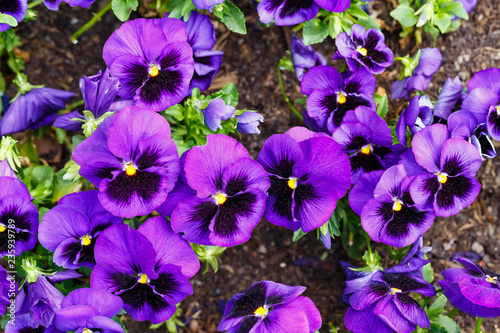 Purple pansy flowers are blommong in the garden