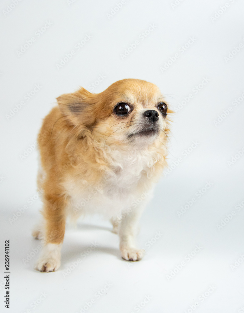 Chihuahua dog isolate on white background in studio