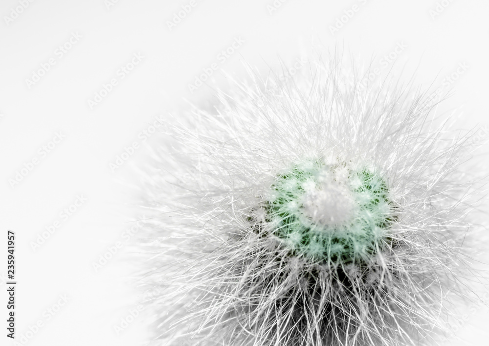 green fluffy cactus with white spines macro on white background closeup