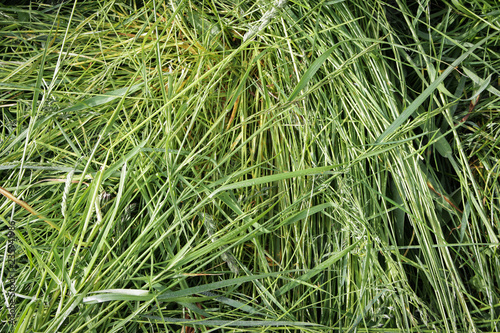 green cut grass as a natural background
